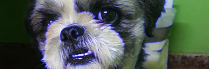 Pilitavella's profile banner image