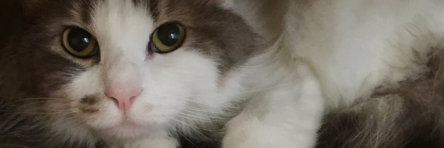 ktfish38's profile banner image