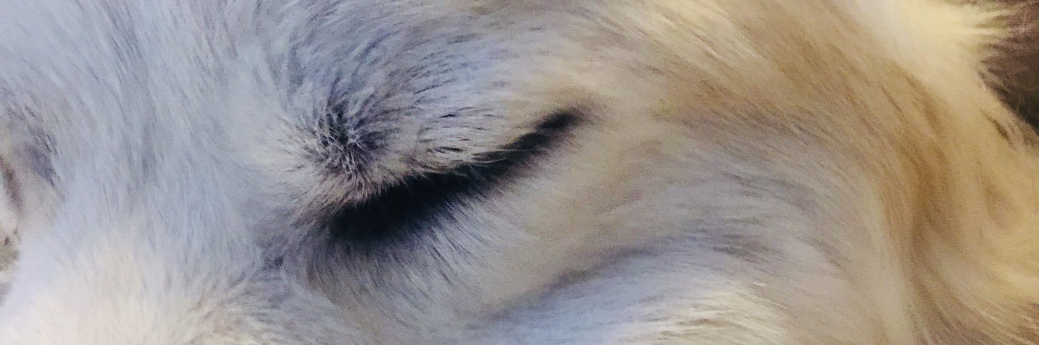 CottonField1111's profile banner image