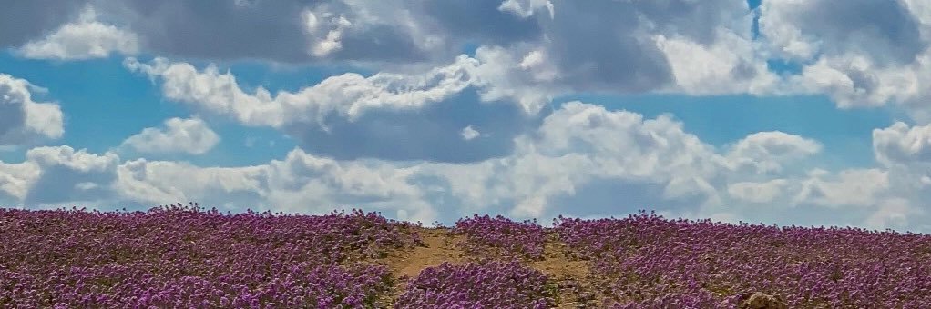 mshariiiis's profile banner image