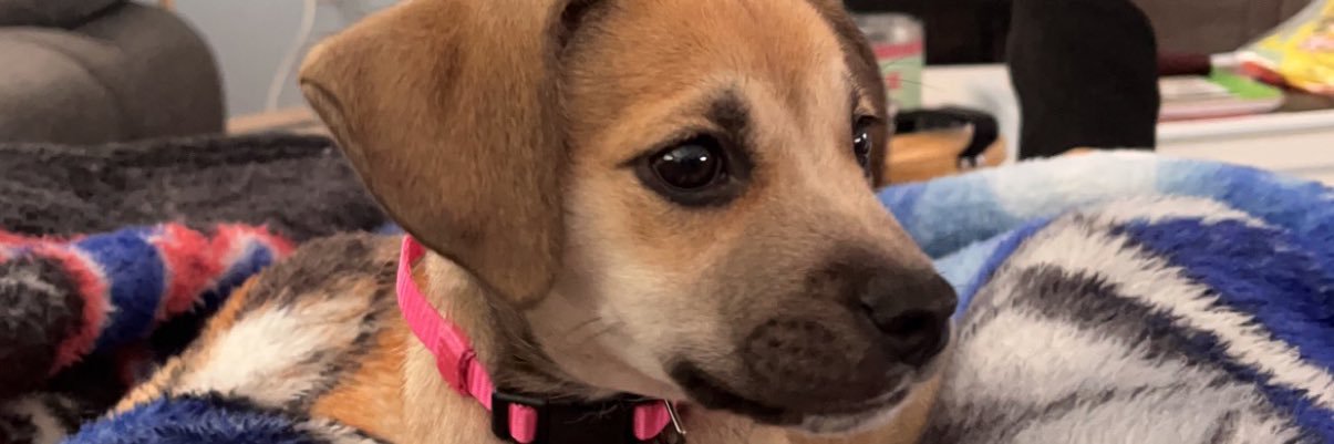 grazdaddy's profile banner image