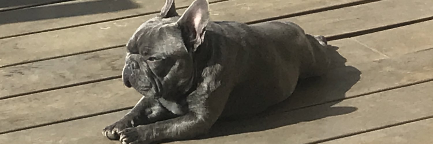 Michelle Gilio banner