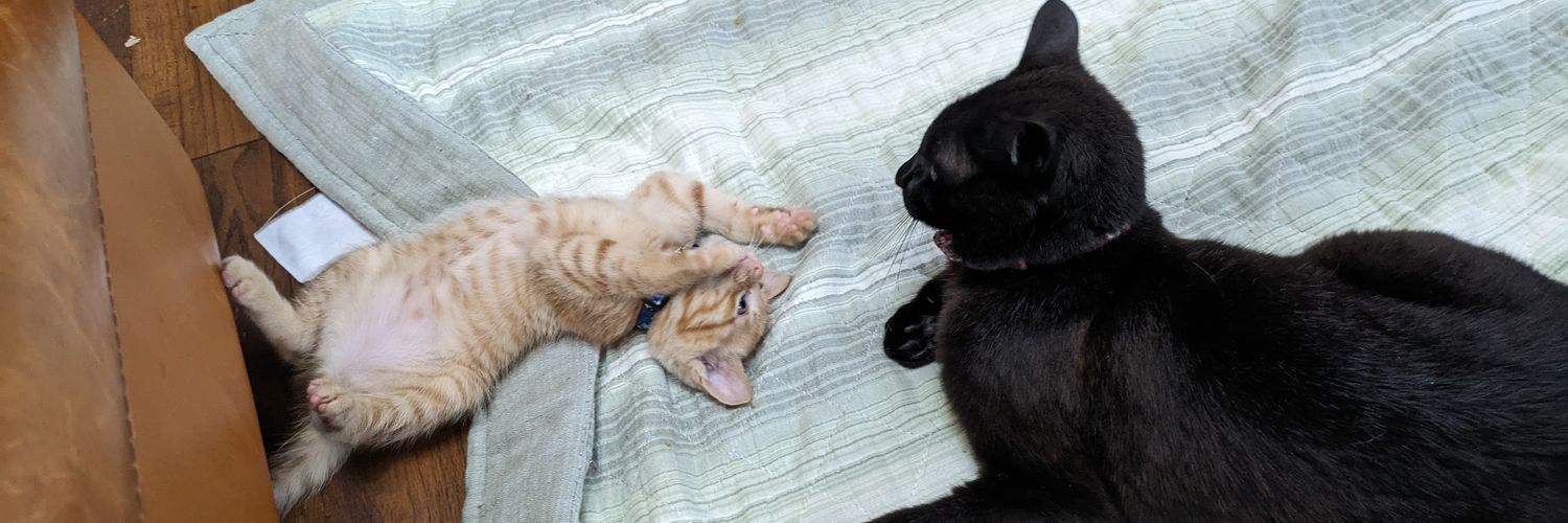 木乃葉るるฅ^•ω•^ฅ banner