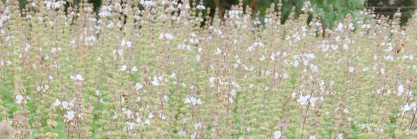 dantas Profile Banner