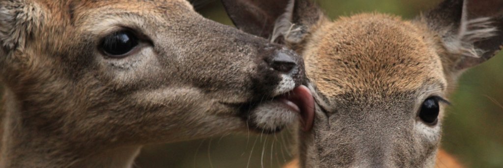 Red Creek Wildlife banner