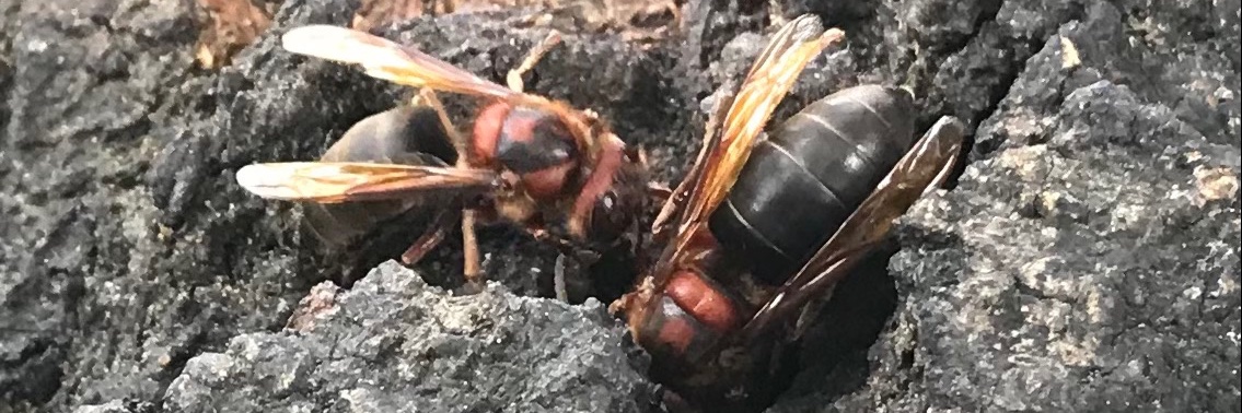 XeonG5Silver 🇺🇦 banner