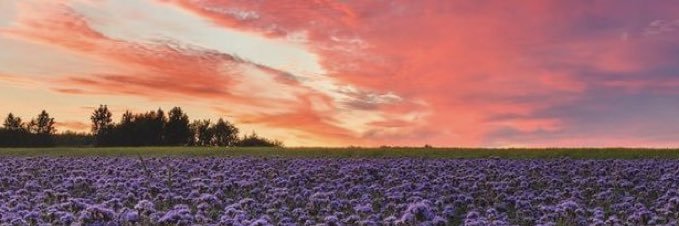 marissamonttt's profile banner image