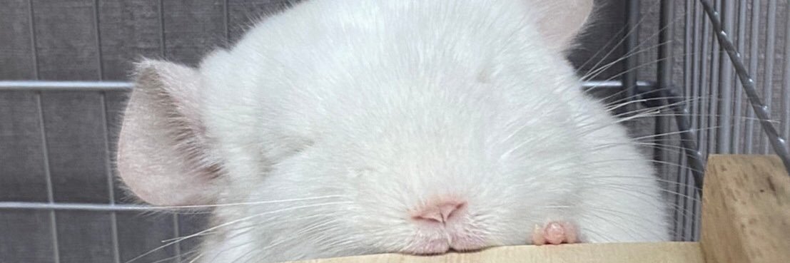 nobinobinut's profile banner image