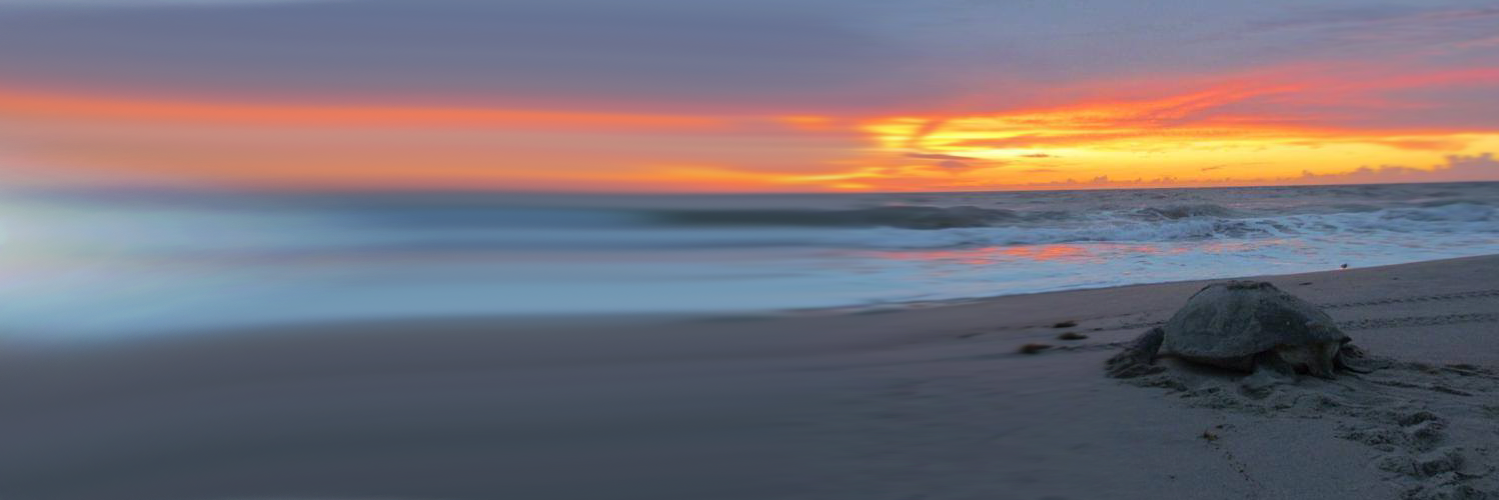 SeaTurtlePS's profile banner image
