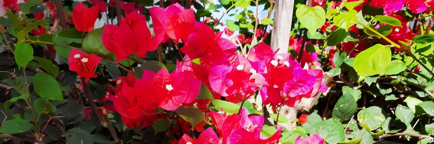 Miguelittus's profile banner image