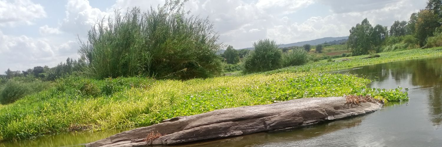 tomchomlea's profile banner image