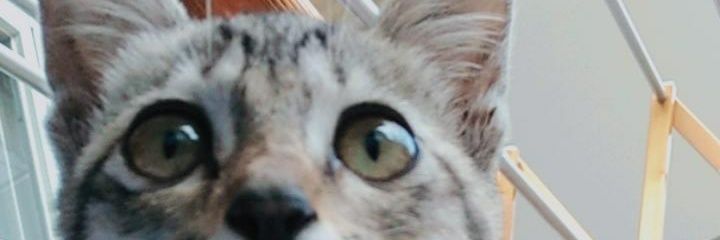 manda_chandra's profile banner image