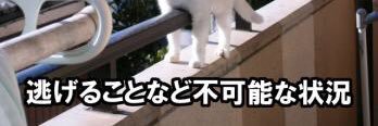 blunderrepug's profile banner image