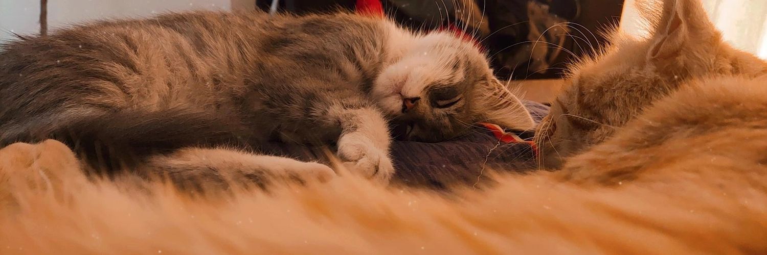 Marco Rojas Castro banner