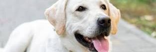 runcorgifaster's profile banner image