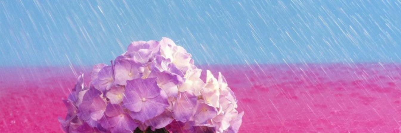 ___Analuisa's profile banner image