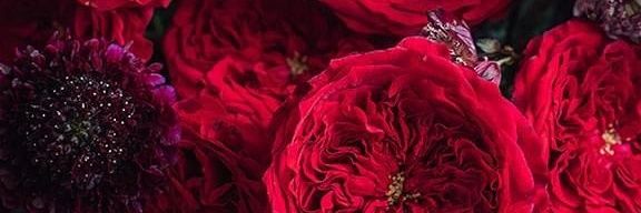 sushmitas22's profile banner image