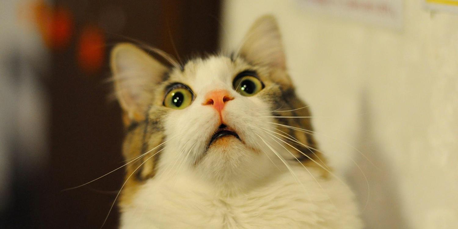 Kate Anderson banner