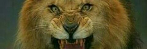 pal_prathvi's profile banner image