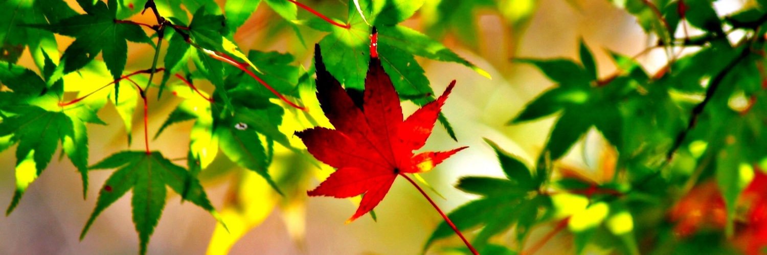 Masha_GraFF's profile banner image