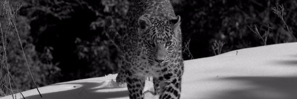 JackKinross Profile Banner