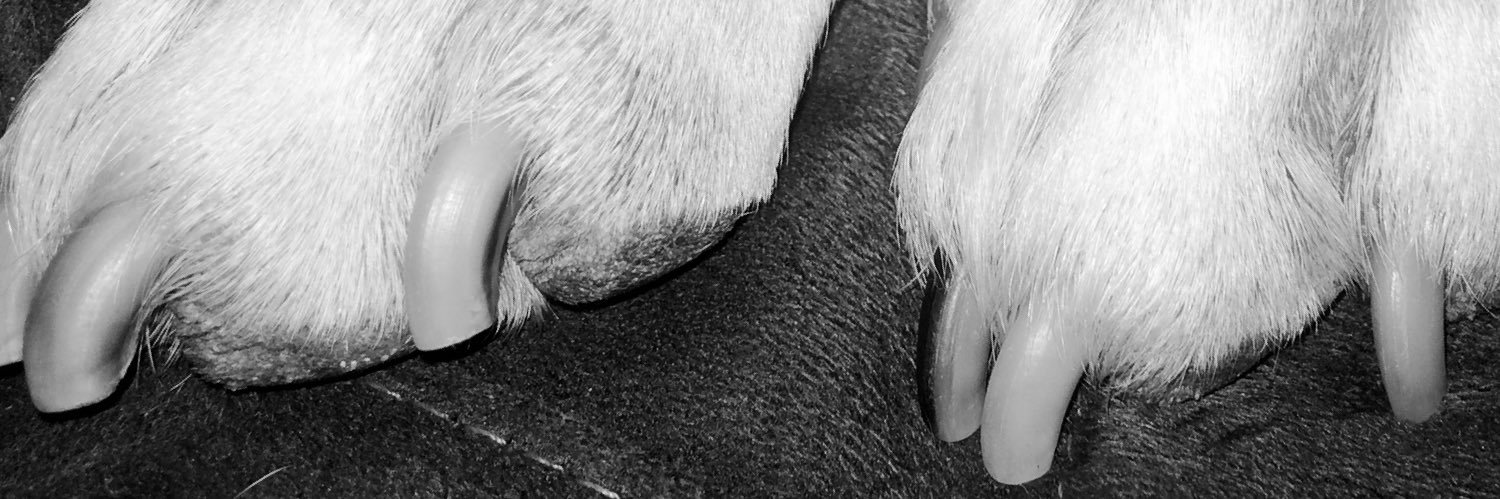 RaymondAnthonyRobaina banner