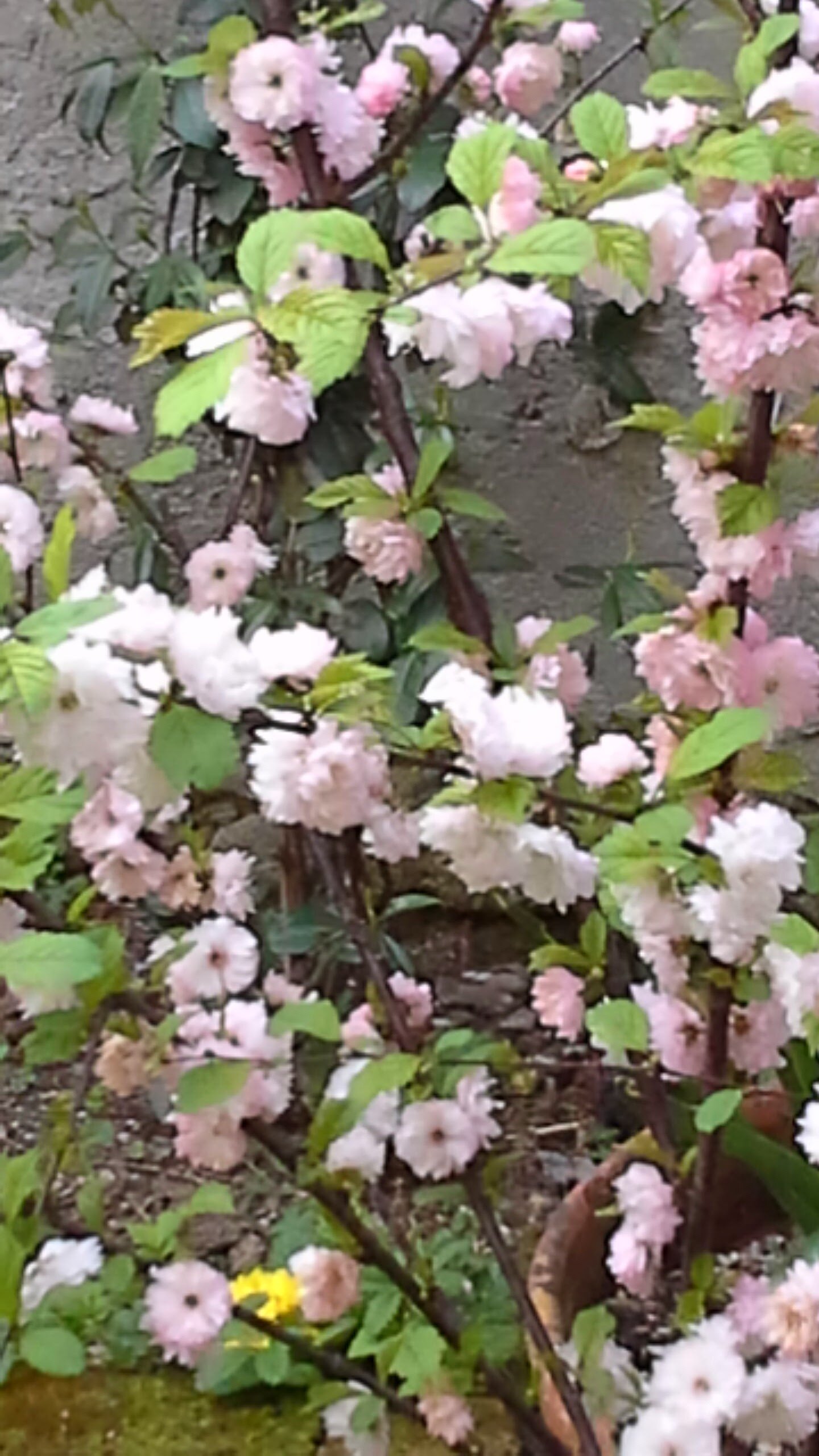 Daniela Trabattoni banner