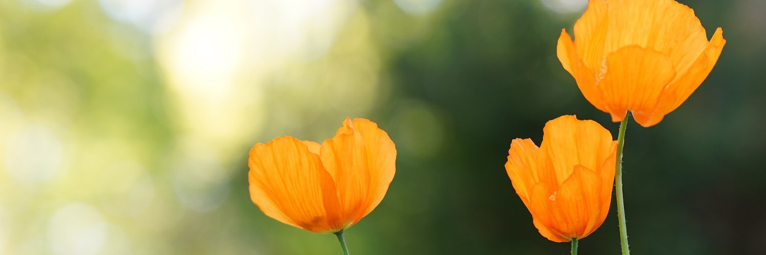 Zaher_Hashem's profile banner image