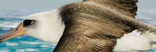 aminacba's profile banner image
