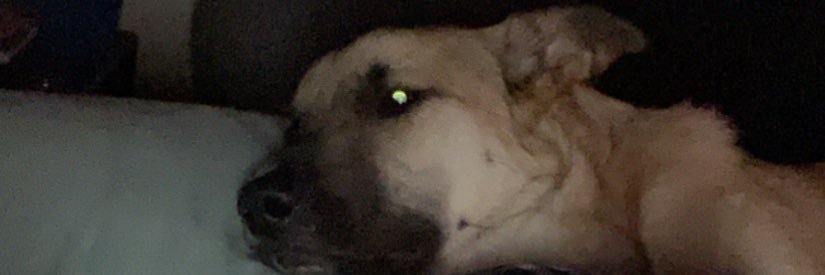 JayForest6's profile banner image