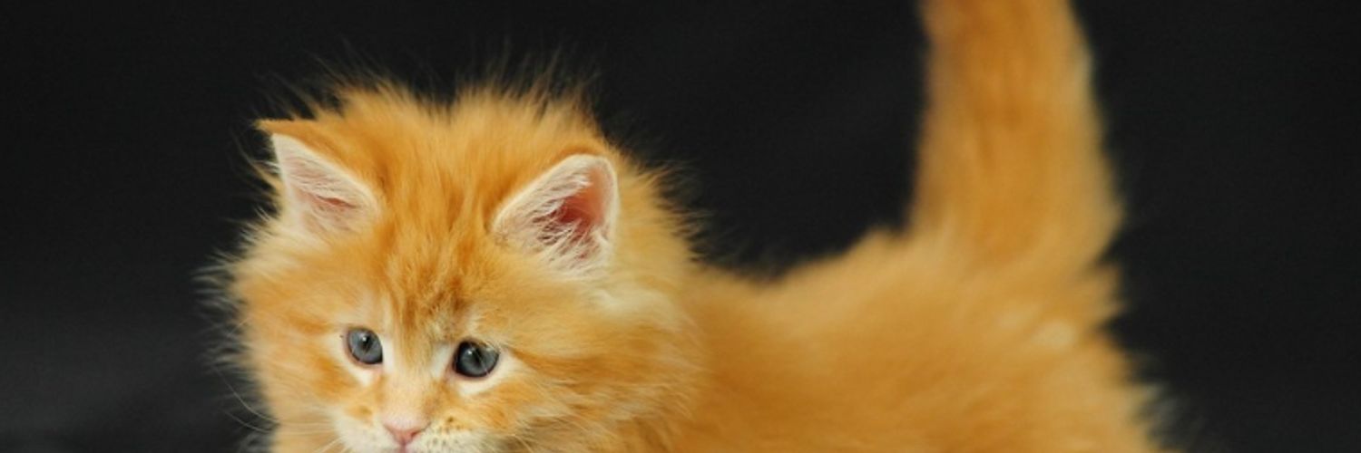 aerengoma's profile banner image