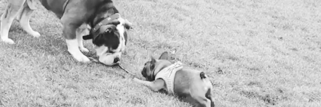ChloeFerguson4's profile banner image