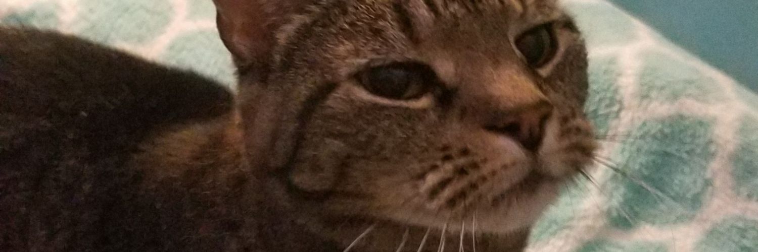 Cynidia's profile banner image