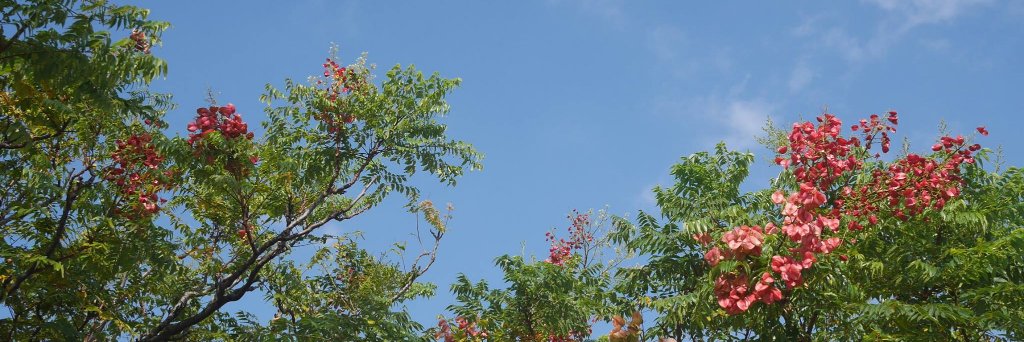 ch_weng's profile banner image