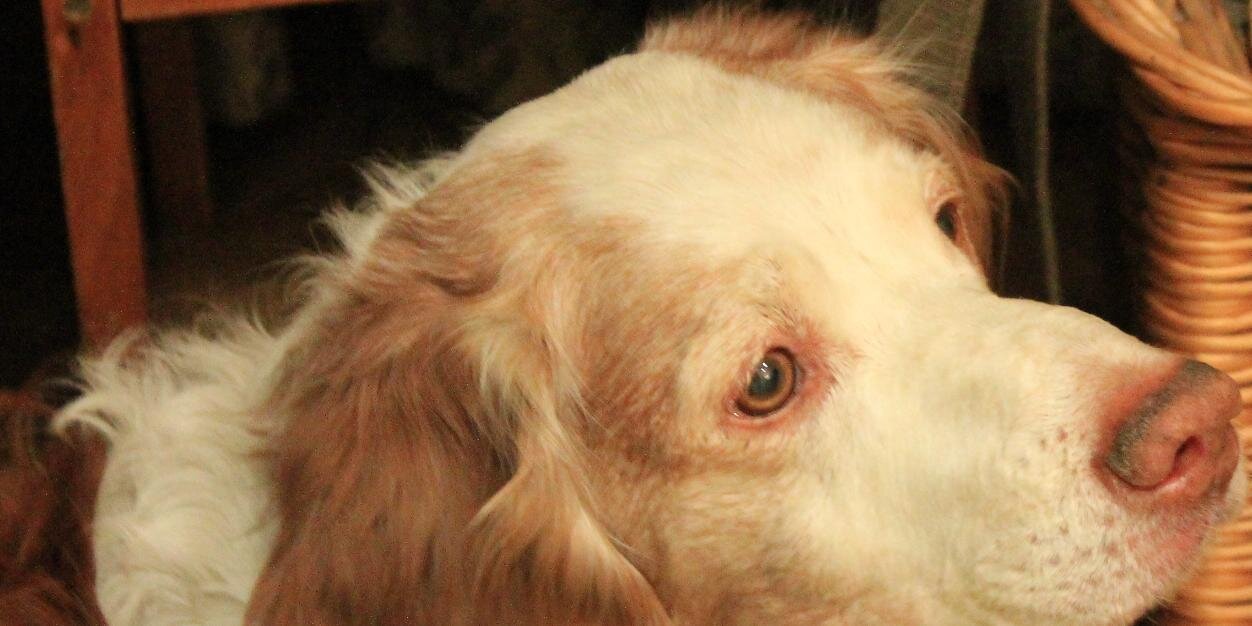 MontserratRelea's profile banner image
