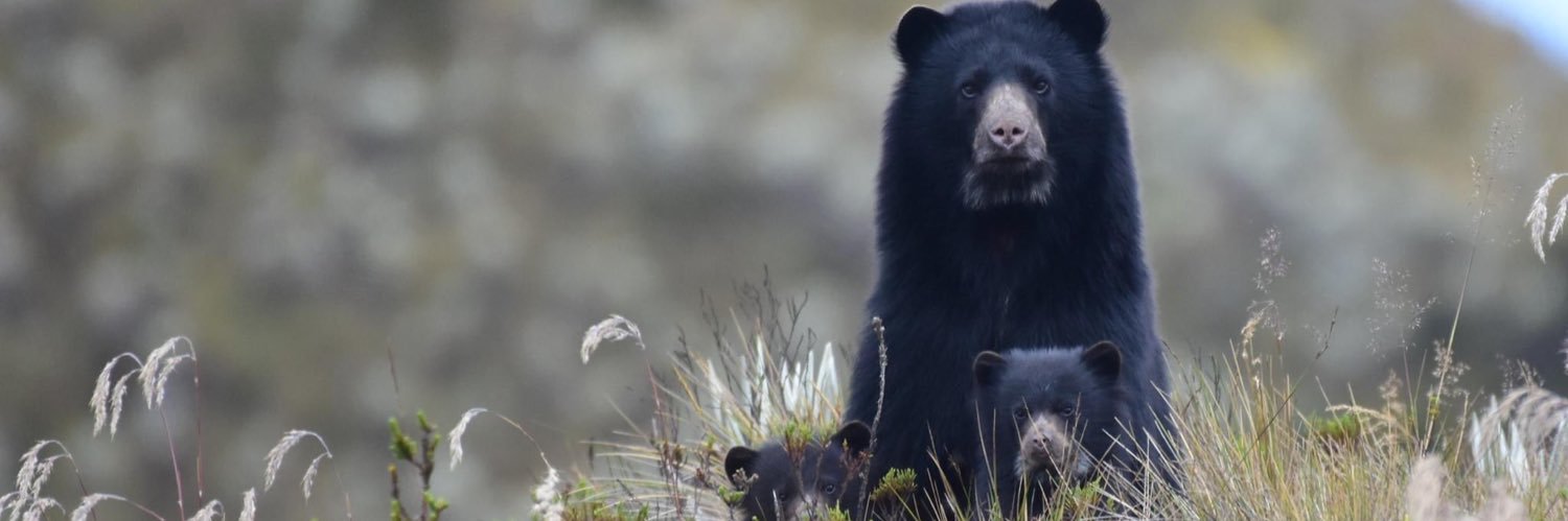 Josefina Ibarra banner