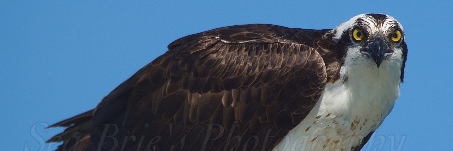 SeaBriesPhotos's profile banner image