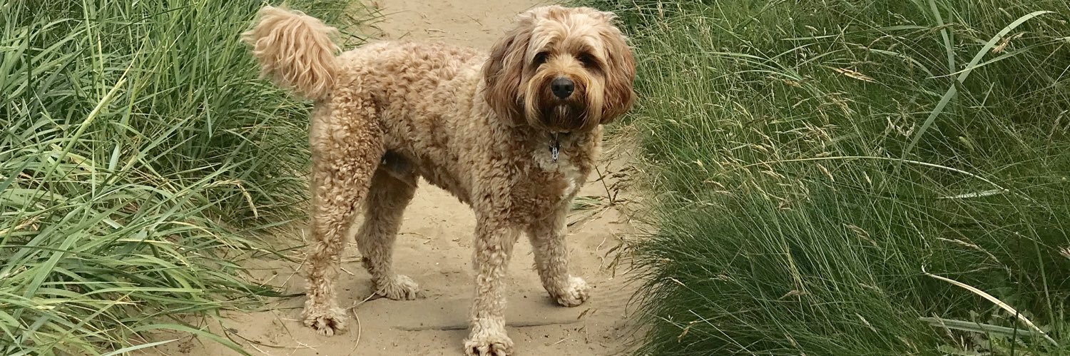 Spiketheweedug's profile banner image