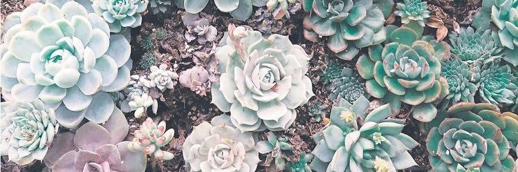 Jenn Drake 🖤☕️🦷 banner