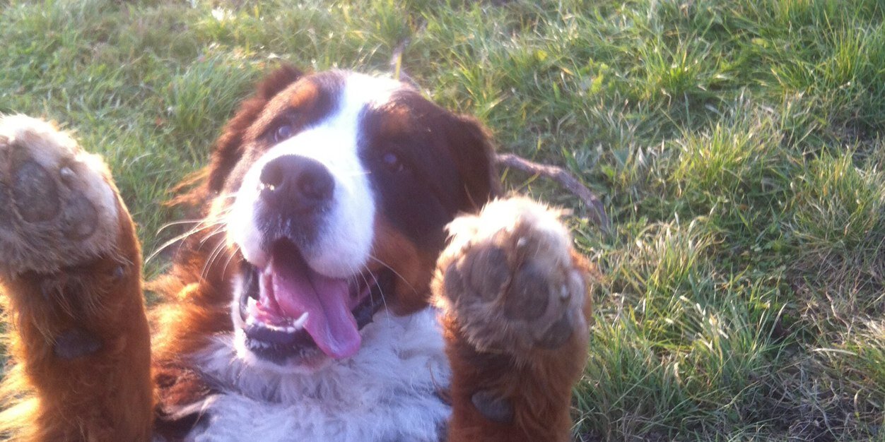 Larissa kastelic banner