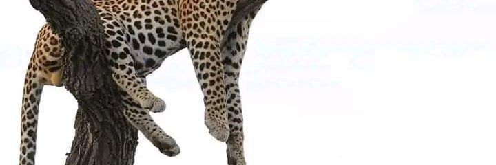 DafMakki's profile banner image