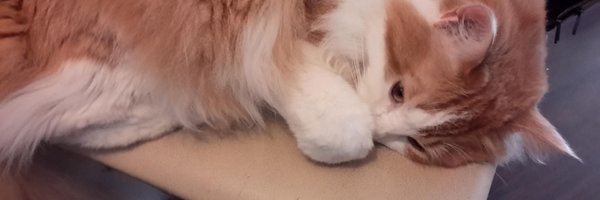 lecaros Profile Banner