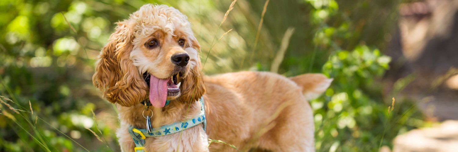 Sandy_Doggy's profile banner image