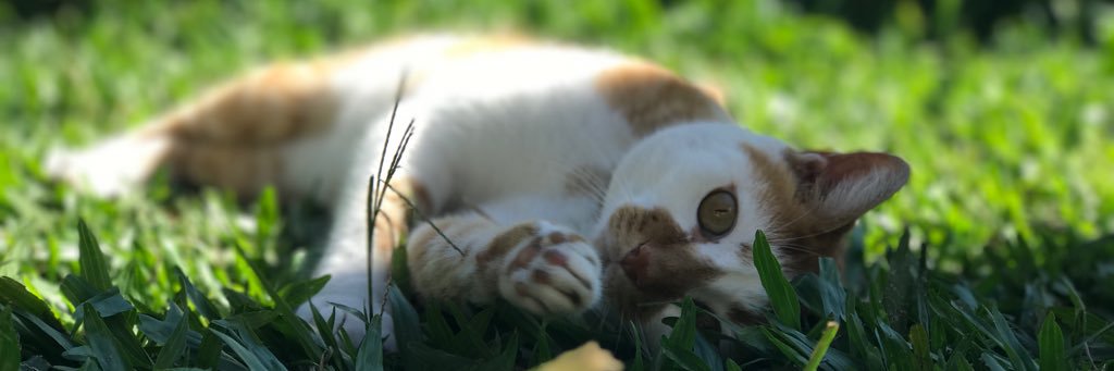 Thomas_Look's profile banner image