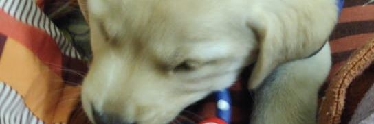 HarshitJoshi11's profile banner image