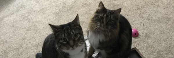 phyllierules24 Profile Banner