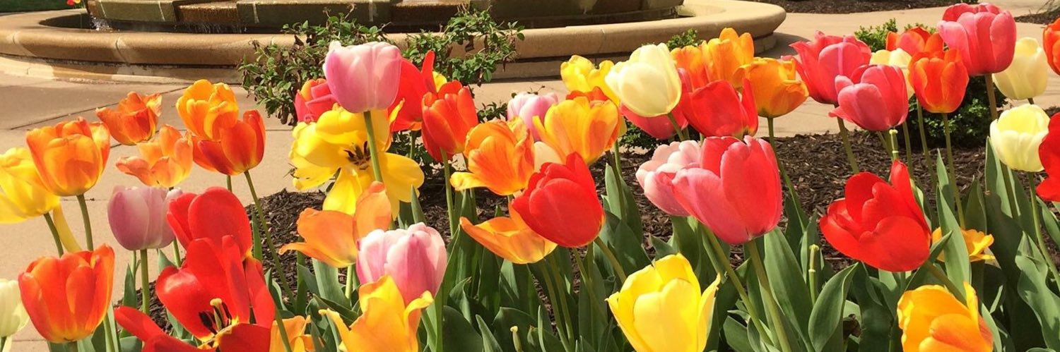 Consuelo (Chelo) Pérez-Sánchez banner