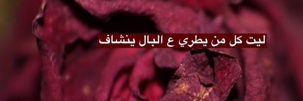 الورده banner