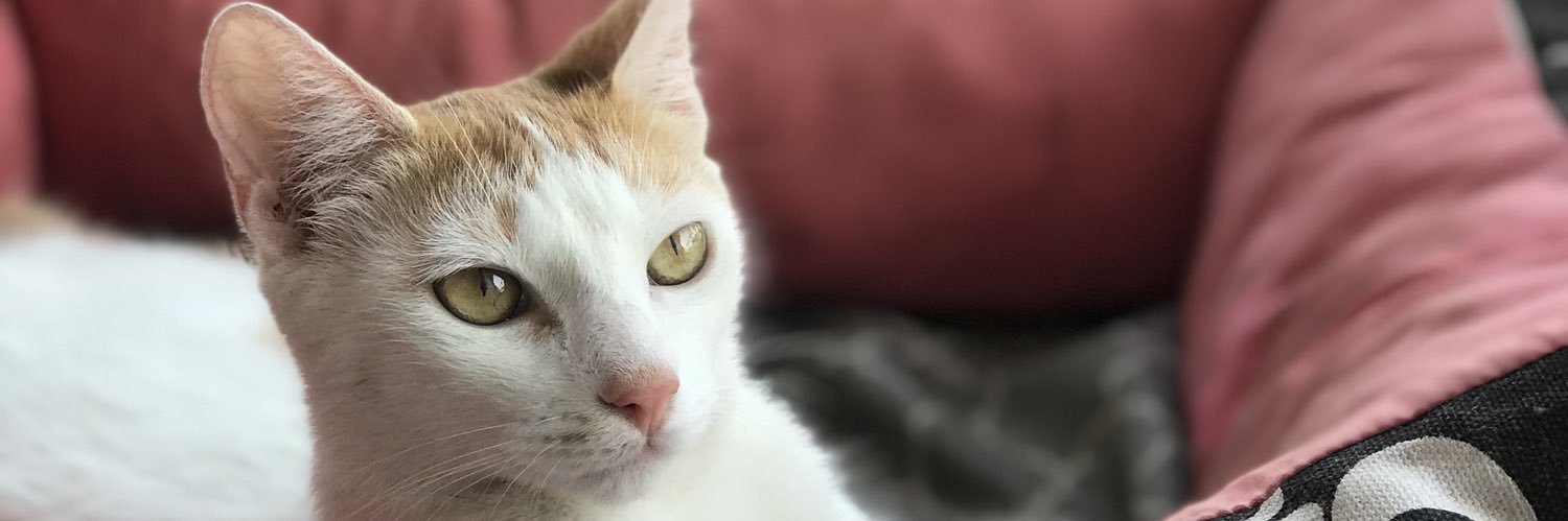 pauliSpza's profile banner image