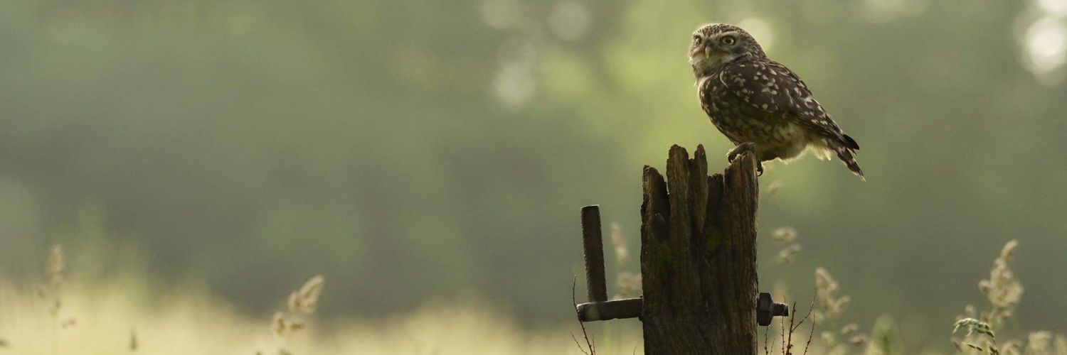 MaddMadamMimm's profile banner image